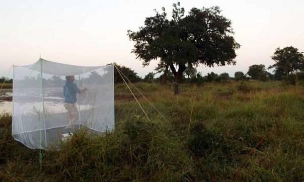 На территориях, обжитых человеком, больше комаров, переносящих опасные инфекции