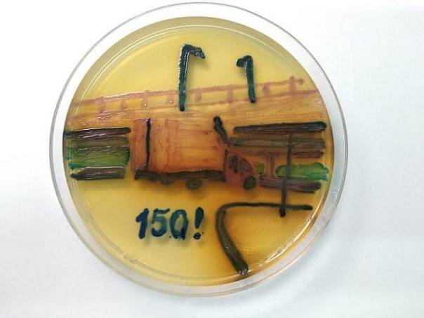 Ученый вырастил картину из микробов