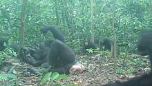 Ученые нашли у шимпанзе различия в культуре ловли термитов