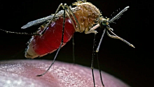 Найден микроб, способный остановить распространение малярии 