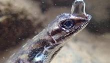 Чтобы дышать под водой, некоторые ящерицы используют пузырь с выдыхаемым воздухом