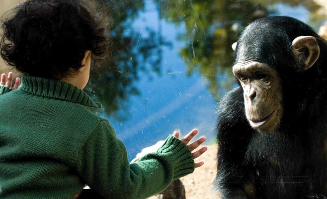 Младенцы и шимпанзе говорят на одном языке
