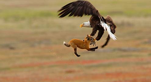 Муравьи, чайки и люди: что у нас общего?