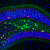  «Термогенетические технологии для управления активностью нервных сетей in vivo»: новое исследование ученых РНИМУ