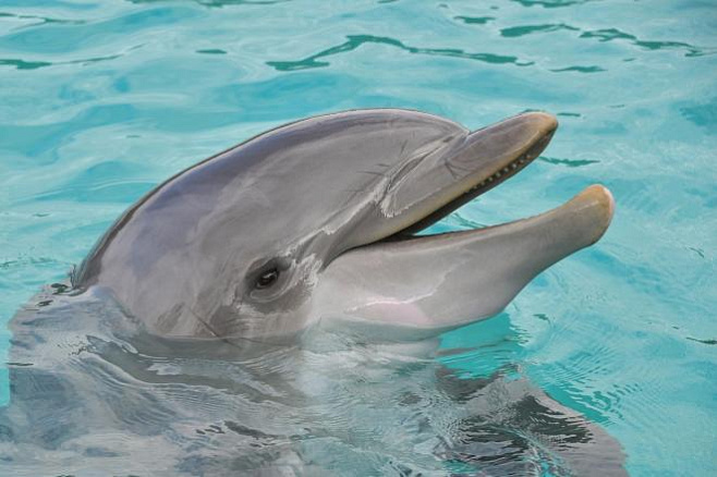 Разливы нефти имеют долгосрочные последствия для иммунитета дельфинов 