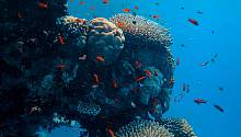 Спасти рядового коралла