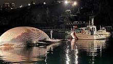 У берегов Италии нашли тушу невероятно огромного кита