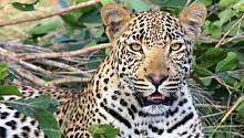 Время активности самцов и самок леопардов значительно отличается