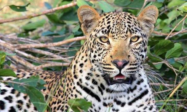 Время активности самцов и самок леопардов значительно отличается