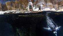 Эволюция гемоглобина помогла пингвинам научиться задерживать дыхание под водой