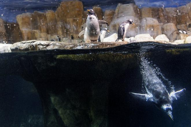 Эволюция гемоглобина помогла пингвинам научиться задерживать дыхание под водой