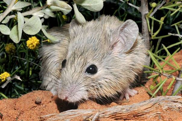 Исчезнувшие более века назад мыши оказались живы