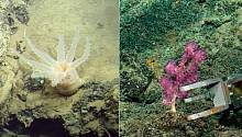 У Галапагосских островов нашли 30 новых видов глубоководных организмов 