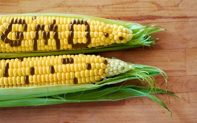 ГМО не наносят вреда растениям