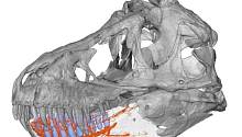 Челюсти тираннозавров обладали высокой чувствительностью к окружающим условиям