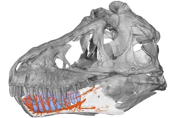 Челюсти тираннозавров обладали высокой чувствительностью к окружающим условиям