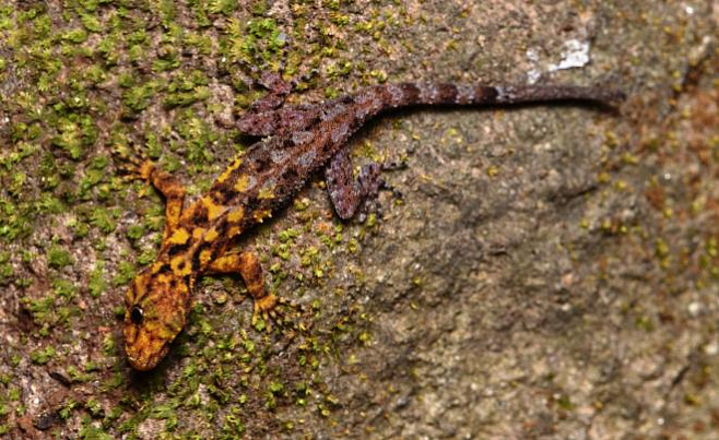 Сотрудники МГУ нашли в Таиланде необычную ящерицу