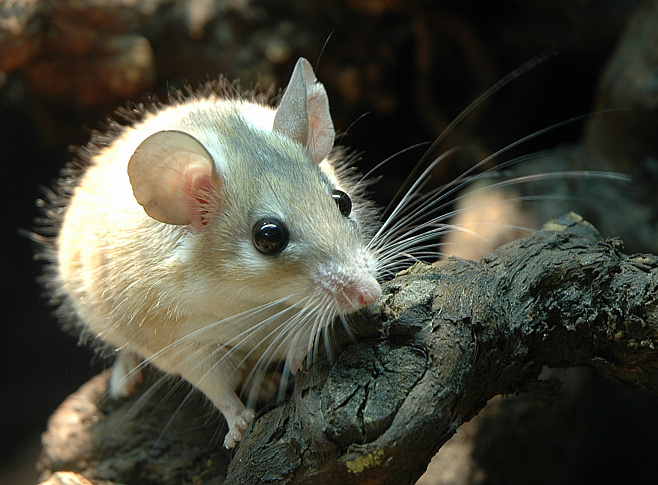 Иглистые мыши способны регенерировать внутренние органы