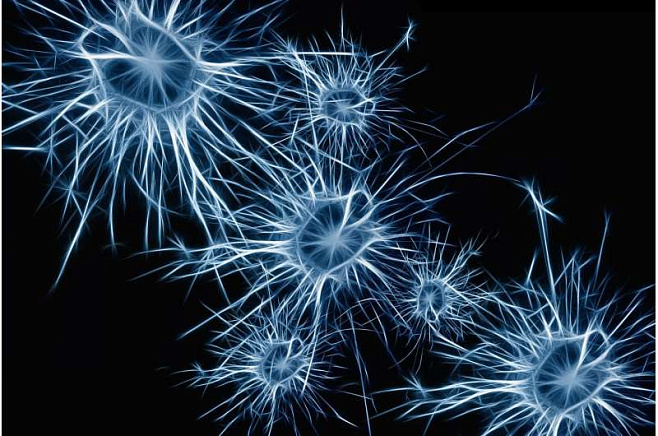 Ток между нейронами распределяется несимметрично