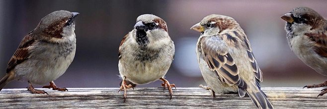 Биологи изучают причины стресса, наблюдая за птицами