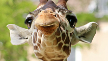 Длинношеее: интересные факты о жирафах
