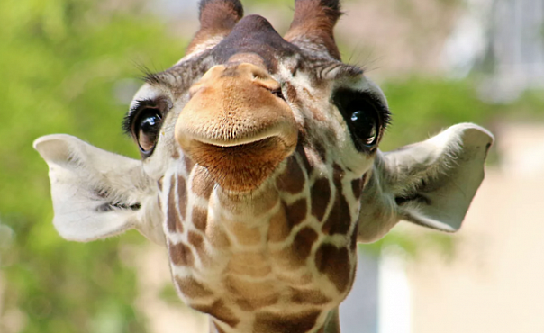 Длинношеее: интересные факты о жирафах