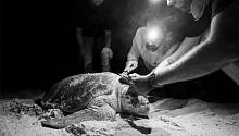 На панцирях головастых морских черепах обитает огромное количество живых организмов