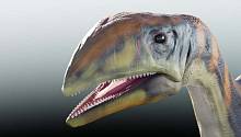 Установлен вид древнейшего гренландского динозавра