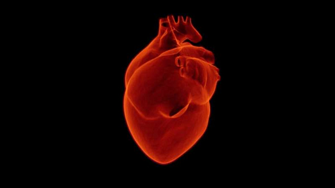 Учёные попытались запрограммировать клетки сердца на восстановление тканей