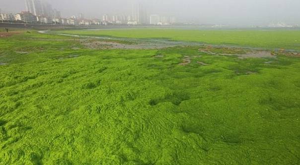 Самый большой в мире зеленый прилив катастрофически влияет на экосистему Желтого моря