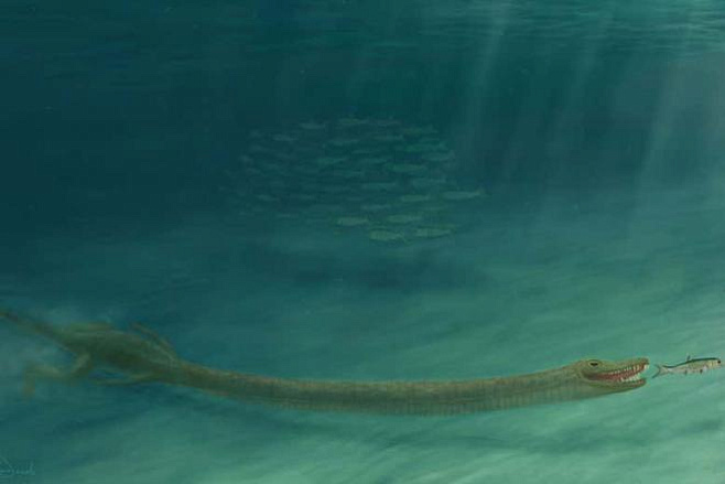 Ископаемые останки диковинного создания с невероятно длинной шеей принадлежали морскому охотнику 