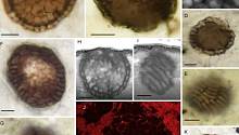 Найдены ископаемые древнейшего многоклеточного существа