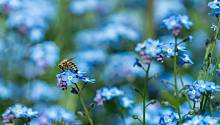 Тайна голубого: один из самых редких цветов в природе существует благодаря пчелиному зрению 