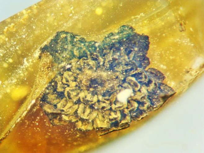 В куске янтаря нашли цветок возрастом в 100 миллионов лет