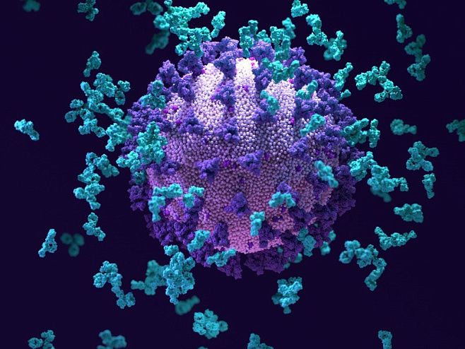 Американские учёные обнаружили универсальное «суперантитело» против коронавирусов
