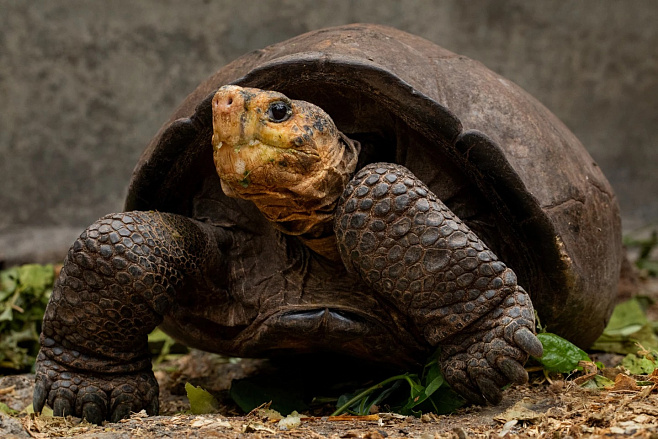 Считавшийся вымершим вид галапагосской черепахи обнаружен на острове Фернандина