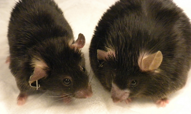 Медики смогли обратить вспять развитие диабета второго типа у мышей