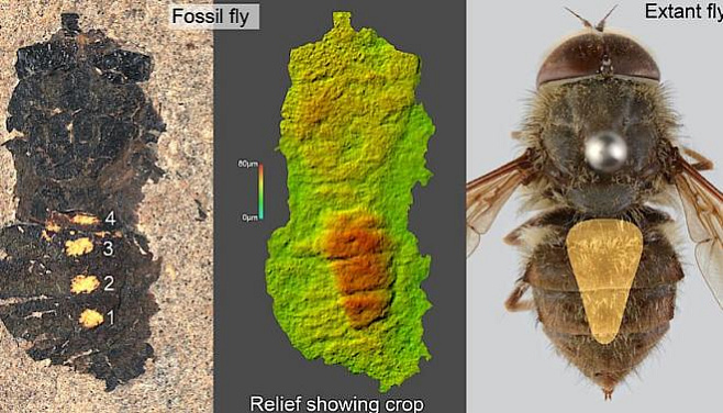 Содержимое желудка мухи, жившей 47 миллионов лет назад, впервые оказалось под микроскопом
