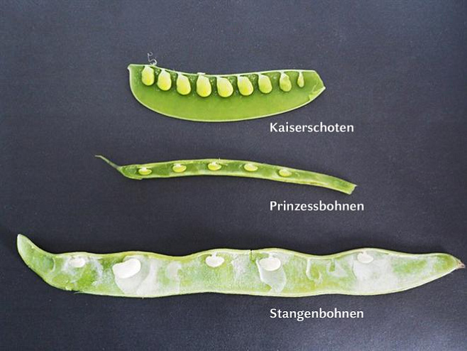 Стало известно, как растения регуляруют расстояние между семенами 
