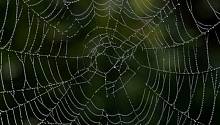 Австралийский паук, расплющивающий свои жертвы, обнаружен в Новой Зеландии  