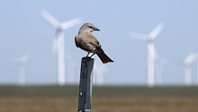 В Норвегии придумали, как спасти птиц от смертоносных лопастей ветряных мельниц