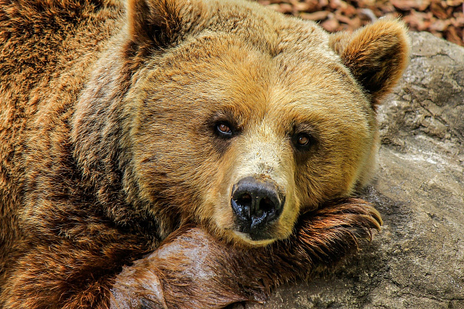 Обнаружены останки одного из последних предков современных медведей