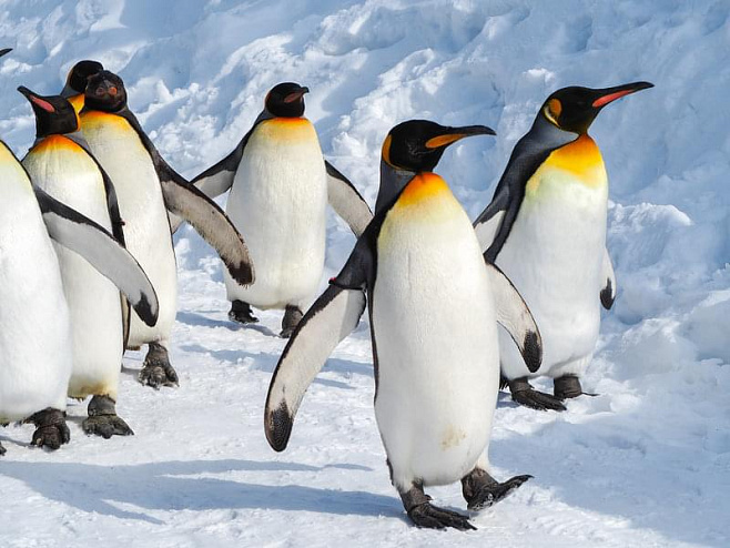 Пингвины в Антарктиде массово теряют потомство из-за изменения состояния льда