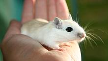 Комбинирование неврологических препаратов и препаратов для снижения давления уменьшает риск развития опухолей молочных желез у мышей
