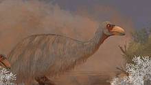 Древние птицы-гиганты умирали от инфекций костных тканей