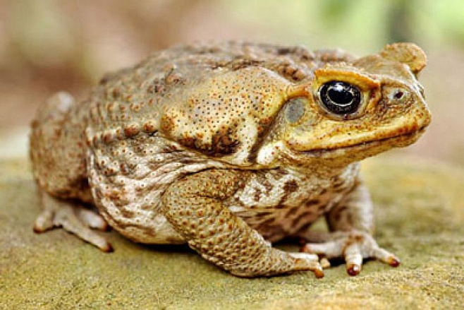 Каннибализм помогает выживать инвазивным жабам-ага
