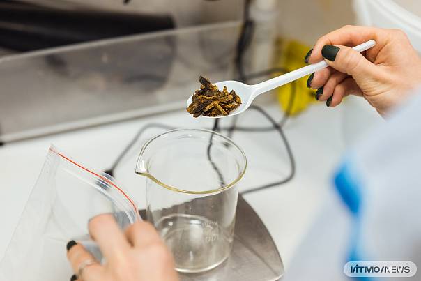 Ученые ИТМО научились выращивать высокопротеиновые личинки мух для кормления сельскохозяйственных животных
