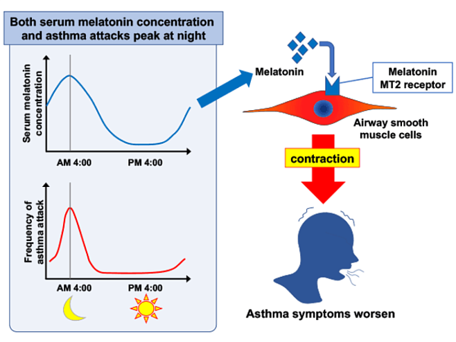 Мелатонин провоцирует сужение бронхов при ночной астме
