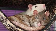 У крыс существуют «друзья» и «враги»