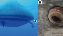 На коже вокруг глаз китовой акулы обнаружены зубы